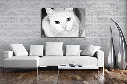 deyoli Exotische Katze mit verschiedenen Augenfarben Effekt: Schwarz/Weiß Format: 120x80 als Leinwandbild, Motiv auf Echtholzrahmen, Hochwertiger Digitaldruck mit Rahmen, Kein Poster