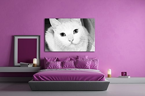 deyoli Exotische Katze mit verschiedenen Augenfarben Effekt: Schwarz/Weiß Format: 120x80 als Leinwandbild, Motiv auf Echtholzrahmen, Hochwertiger Digitaldruck mit Rahmen, Kein Poster