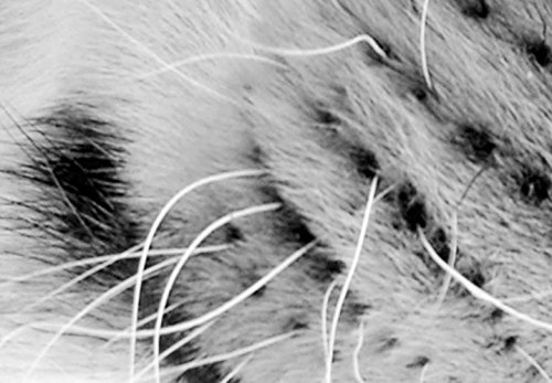 murando - Bilder Löwe 120x80 cm Vlies Leinwandbild 1 TLG Kunstdruck modern Wandbilder XXL Wanddekoration Design Wand Bild - Löwen Liebe Afrika Tier g-B-0034-b-b