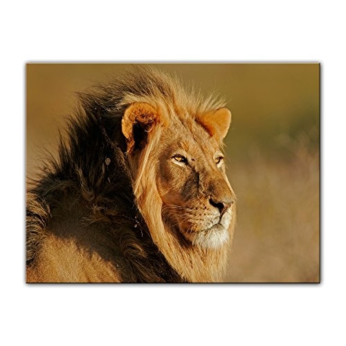 Wandbild - Afrikanischer Löwe - Bild auf Leinwand - 80x60 cm einteilig - Leinwandbilder - Tierwelten - Portrait eines Löwen