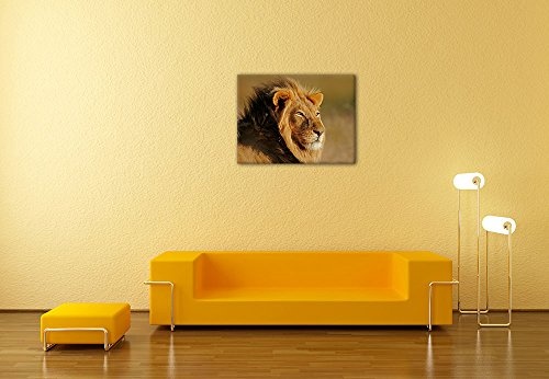 Wandbild - Afrikanischer Löwe - Bild auf Leinwand - 80x60 cm einteilig - Leinwandbilder - Tierwelten - Portrait eines Löwen