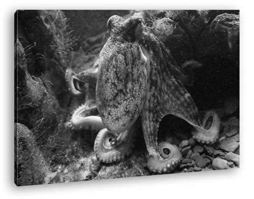 deyoli Oktopus am Korallenriff Effekt: Schwarz/Weiß Format: 60x40 als Leinwandbild, Motiv fertig gerahmt auf Echtholzrahmen, Hochwertiger Digitaldruck mit Rahmen, Kein Poster oder Plakat
