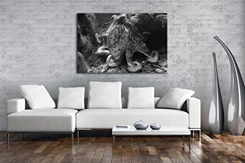 deyoli Oktopus am Korallenriff Effekt: Schwarz/Weiß Format: 60x40 als Leinwandbild, Motiv fertig gerahmt auf Echtholzrahmen, Hochwertiger Digitaldruck mit Rahmen, Kein Poster oder Plakat