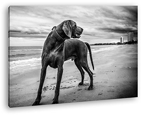 deyoli großer Hund am Strand Effekt:...