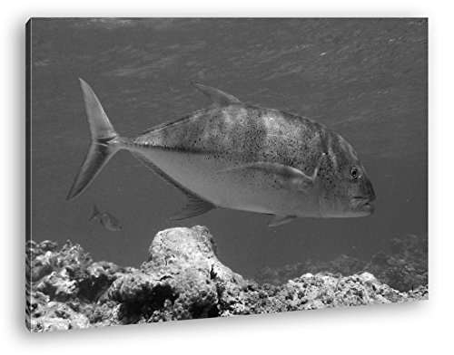 deyoli Blauer Fisch im klaren Wasser Effekt: Schwarz/Weiß Format: 120x80 als Leinwandbild, Motiv fertig gerahmt auf Echtholzrahmen, Hochwertiger Digitaldruck mit Rahmen, Kein Poster oder Plakat
