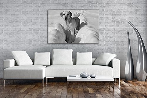 Drolliger Labrador im Schnee Effekt: Schwarz/Weiß Format: 120x80 als Leinwandbild, Motiv fertig gerahmt auf Echtholzrahmen, Hochwertiger Digitaldruck mit Rahmen, Kein Poster oder Plakat