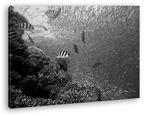 Fische in bezaubernder Unterwasserwelt Effekt:...