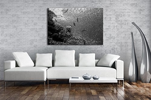 Fische in bezaubernder Unterwasserwelt Effekt: Schwarz/Weiß im Format: 60x40 als Leinwandbild, Motiv fertig gerahmt auf Echtholzrahmen, Hochwertiger Digitaldruck mit Rahmen, Kein Poster oder Plakat