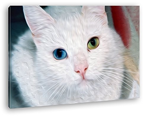 Exotische Katze mit verschiedenen Augenfarben Effekt:...