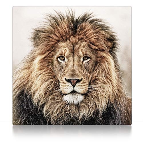 CanvasArts Löwe - Leinwand auf Keilrahmen (60 x 60 cm, Leinwand auf Keilrahmen)