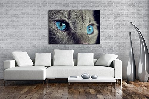 deyoli Katze mit wunderschönen blauen Augen Effekt: Zeichnung Format: 80x60 als Leinwandbild, Motiv fertig gerahmt auf Echtholzrahmen, Hochwertiger Digitaldruck mit Rahmen, Kein Poster oder Plakat