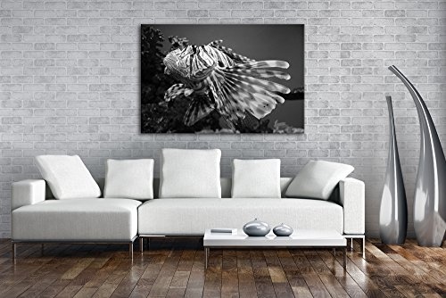 deyoli schöner Rotfeuerfisch Effekt: Schwarz/Weiß Format: 80x60 als Leinwandbild, Motiv fertig gerahmt auf Echtholzrahmen, Hochwertiger Digitaldruck mit Rahmen, Kein Poster oder Plakat