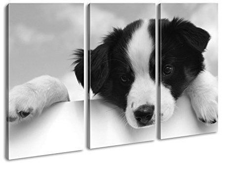 süßer Australischer Schäferhund Effekt: Schwarz/Weiß Format: 3-teilig 120x80 als Leinwandbild, Motiv fertig gerahmt auf Echtholzrahmen, Hochwertiger Digitaldruck mit Rahmen, Kein Poster oder Plakat